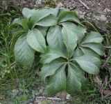 Helleborus caucasicus. Листья. Абхазия, Гагрский р-н, с. Лдзаа, обочина дороги. 13.04.2024.