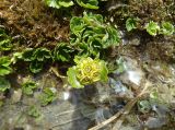 Chrysosplenium nudicaule