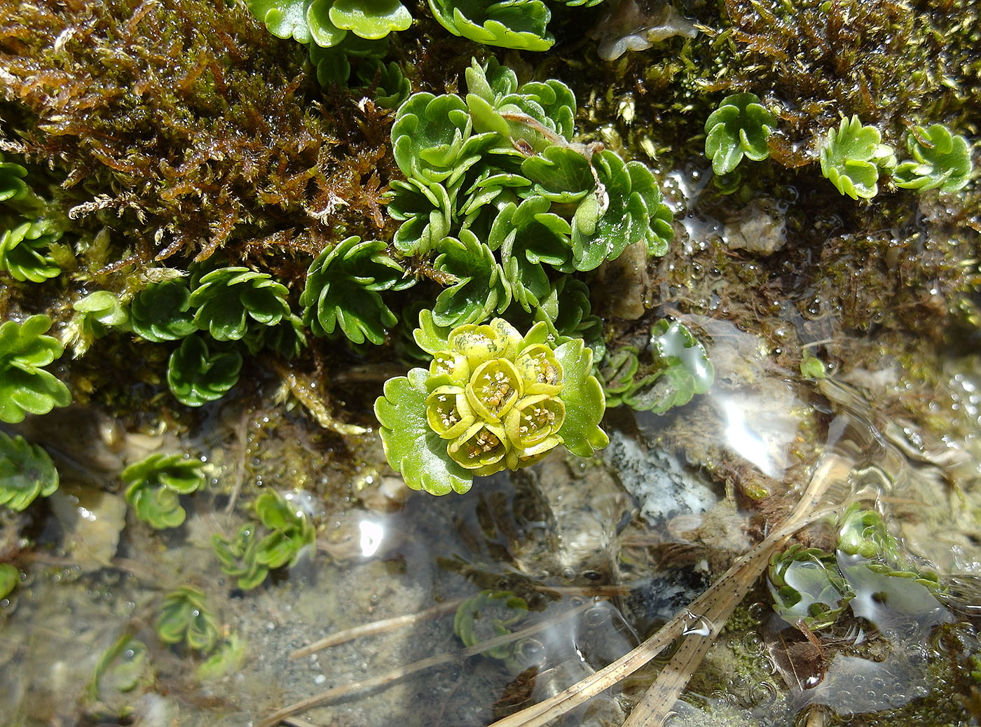 Image of Chrysosplenium nudicaule specimen.