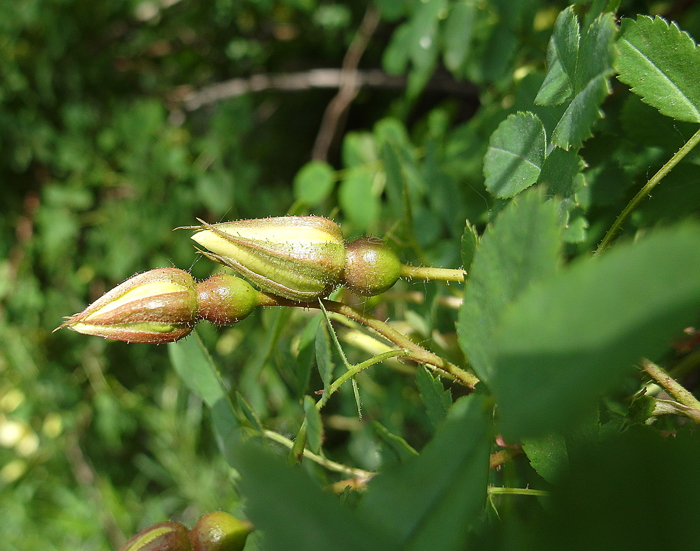 Image of genus Rosa specimen.