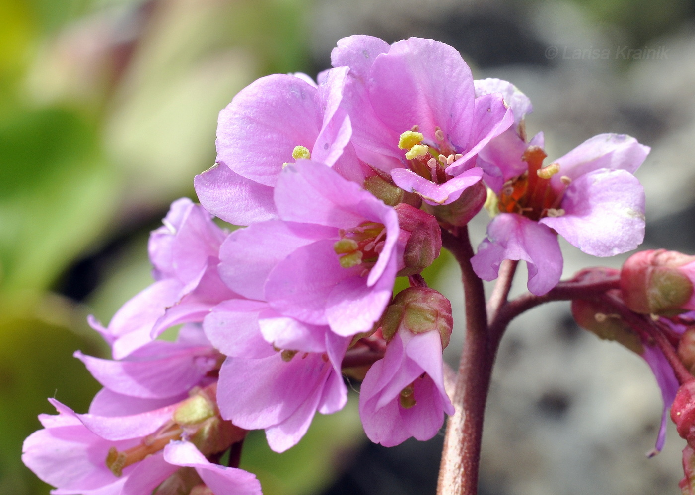 Изображение особи Bergenia pacifica.