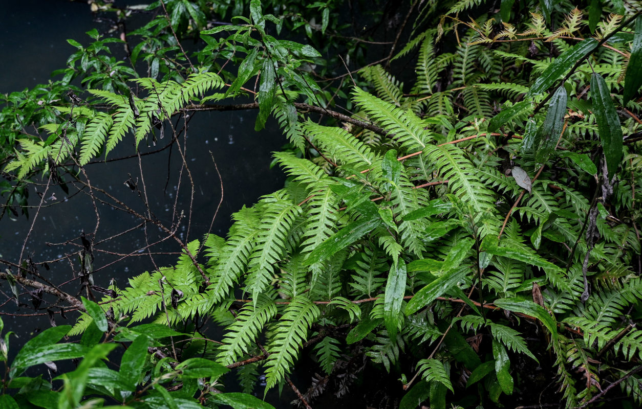 Image of Woodwardia unigemmata specimen.