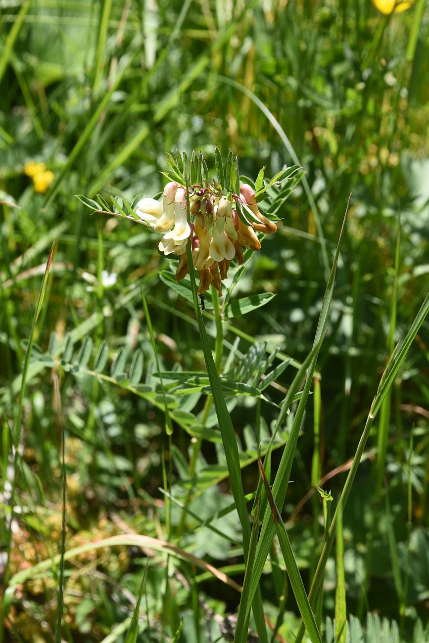 Image of Vicia abbreviata specimen.