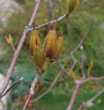 genus Rhododendron. Часть ветки с плодами. Крым, городской округ Ялта, с. Оползневое, Mriya Resort, парк. 10.11.2023.