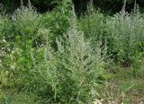 Echium biebersteinii