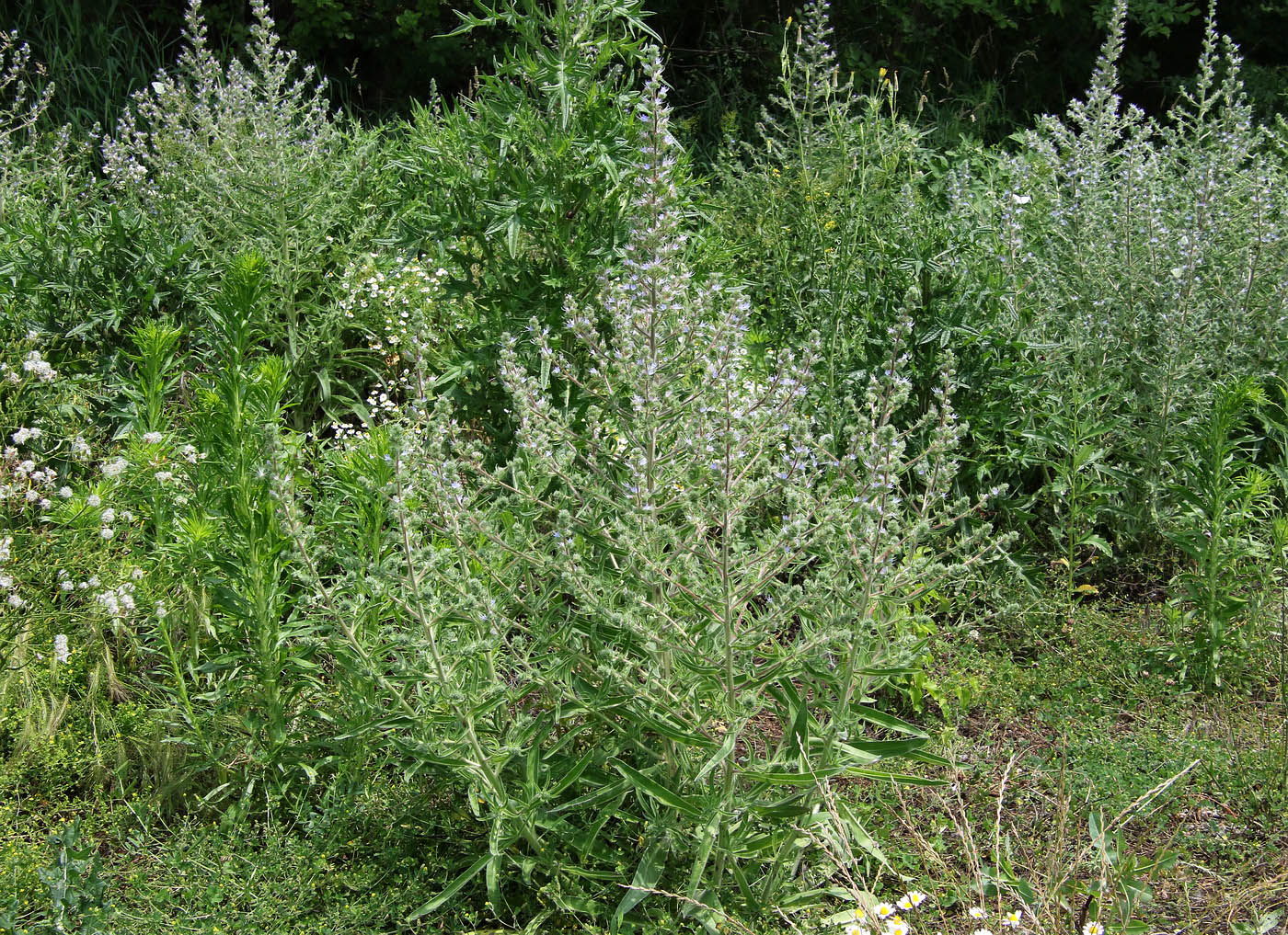 Image of Echium biebersteinii specimen.