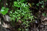 Galium rubioides. Отцветающее растение в сообществе с Hedera. Грузия, Самегрело-Верхняя Сванетия, Мартвильский каньон, на поросшей мхами скале. 16.06.2023.