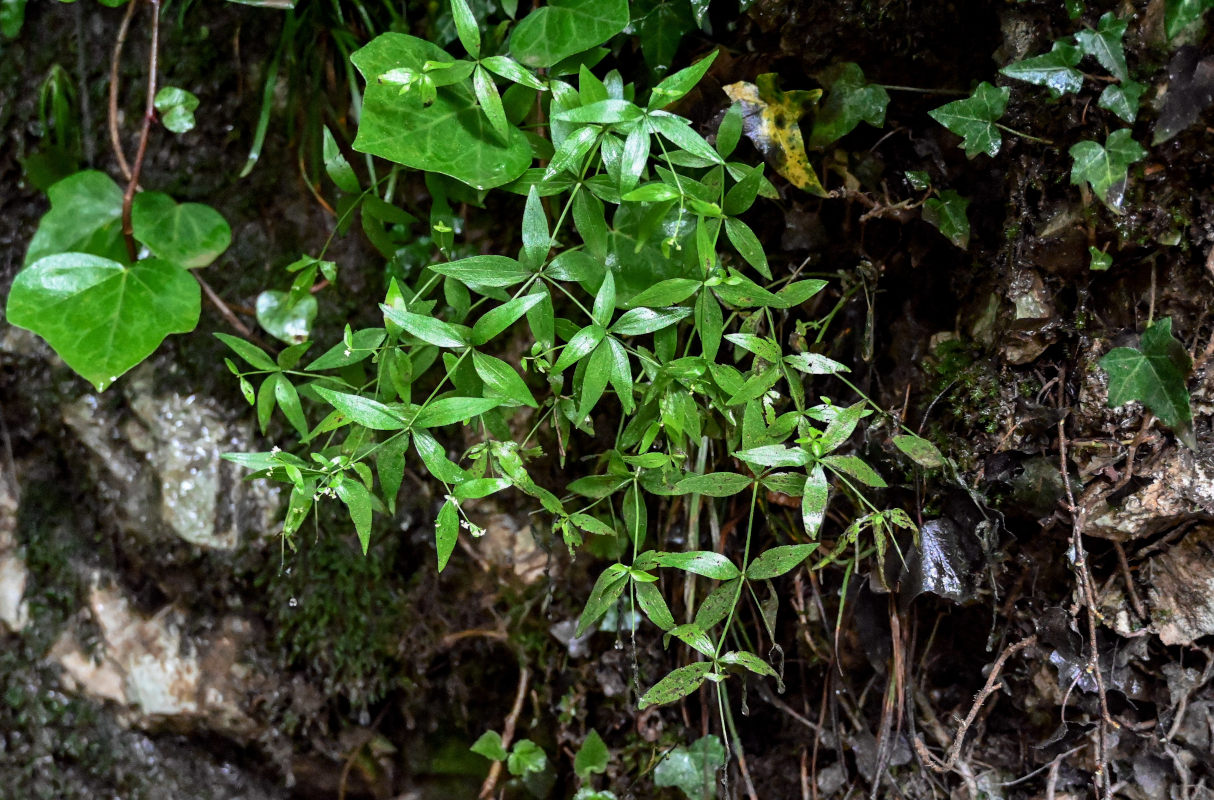 Image of Galium rubioides specimen.