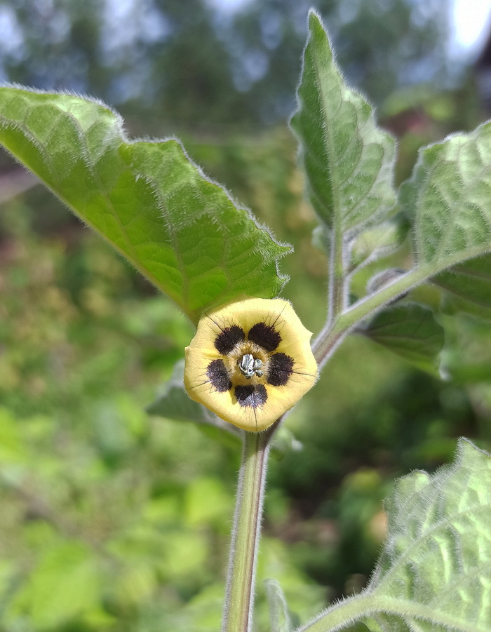 Изображение особи Physalis peruviana.