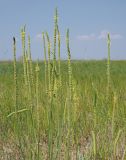 Plantago salsa. Соцветия. Ульяновская обл., Мелекесский р-н, окр. с. Куликовка. Луг с участками засоления. 08.07.2023.