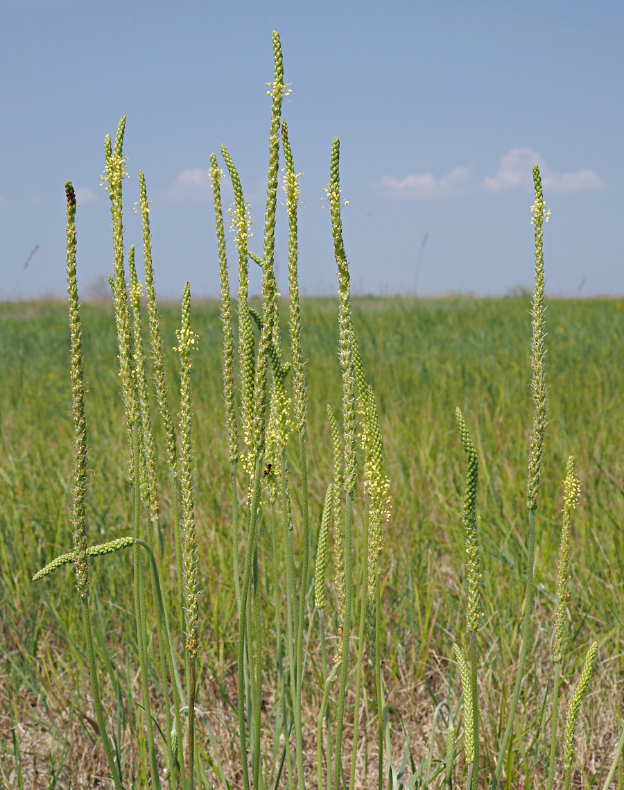 Изображение особи Plantago salsa.