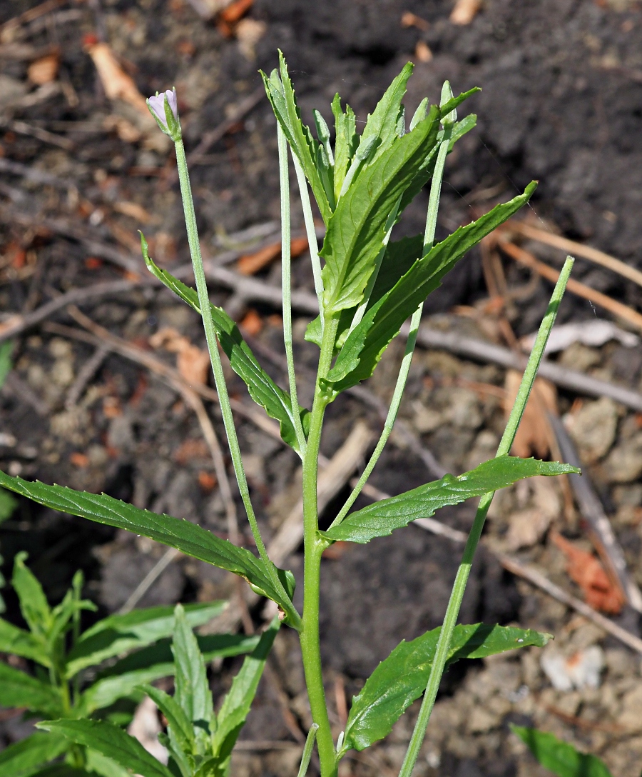 Изображение особи род Epilobium.