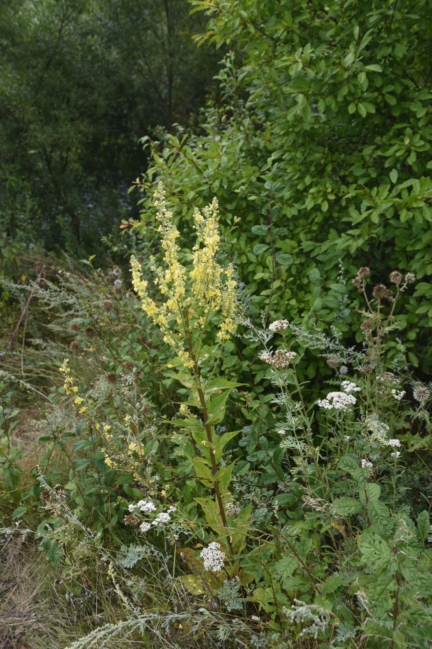 Image of Verbascum lychnitis specimen.