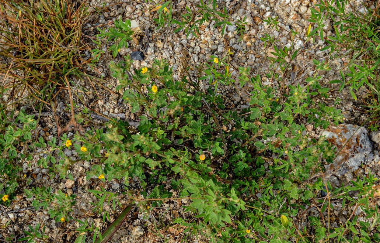 Изображение особи Stylosanthes guianensis.