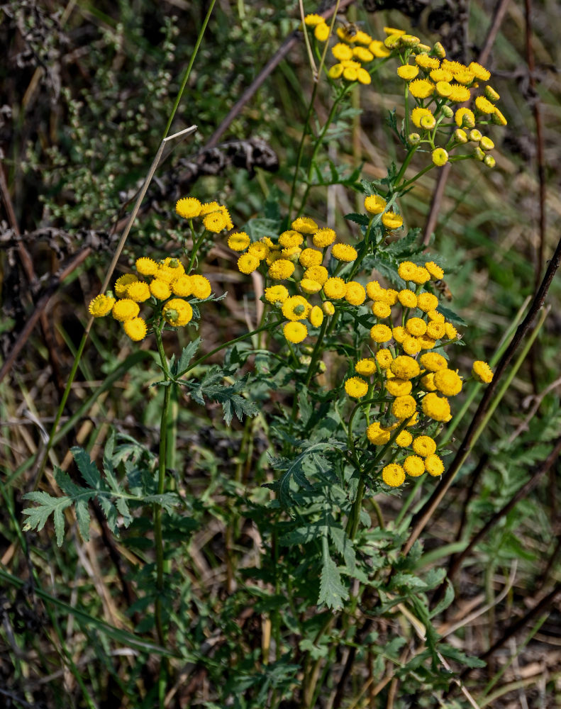 Image of Tanacetum vulgare specimen.