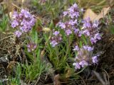 Thymus roegneri