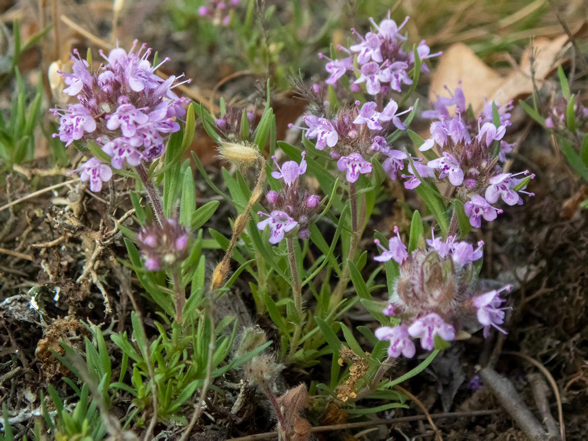 Image of Thymus roegneri specimen.