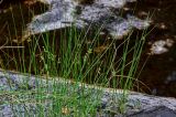 Juncus filiformis