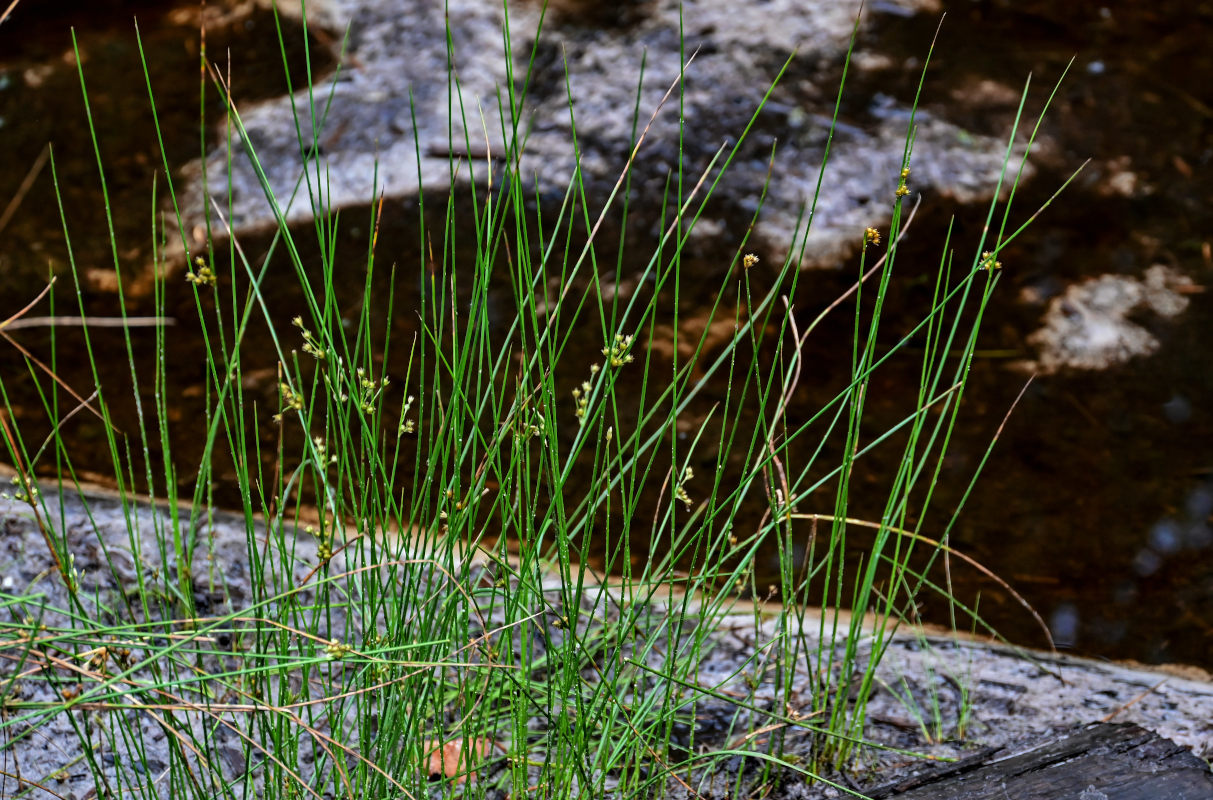 Изображение особи Juncus filiformis.