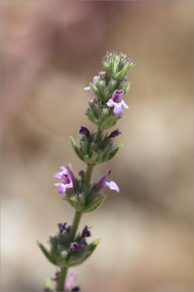 Изображение особи Micromeria myrtifolia.