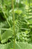 Filipendula vulgaris