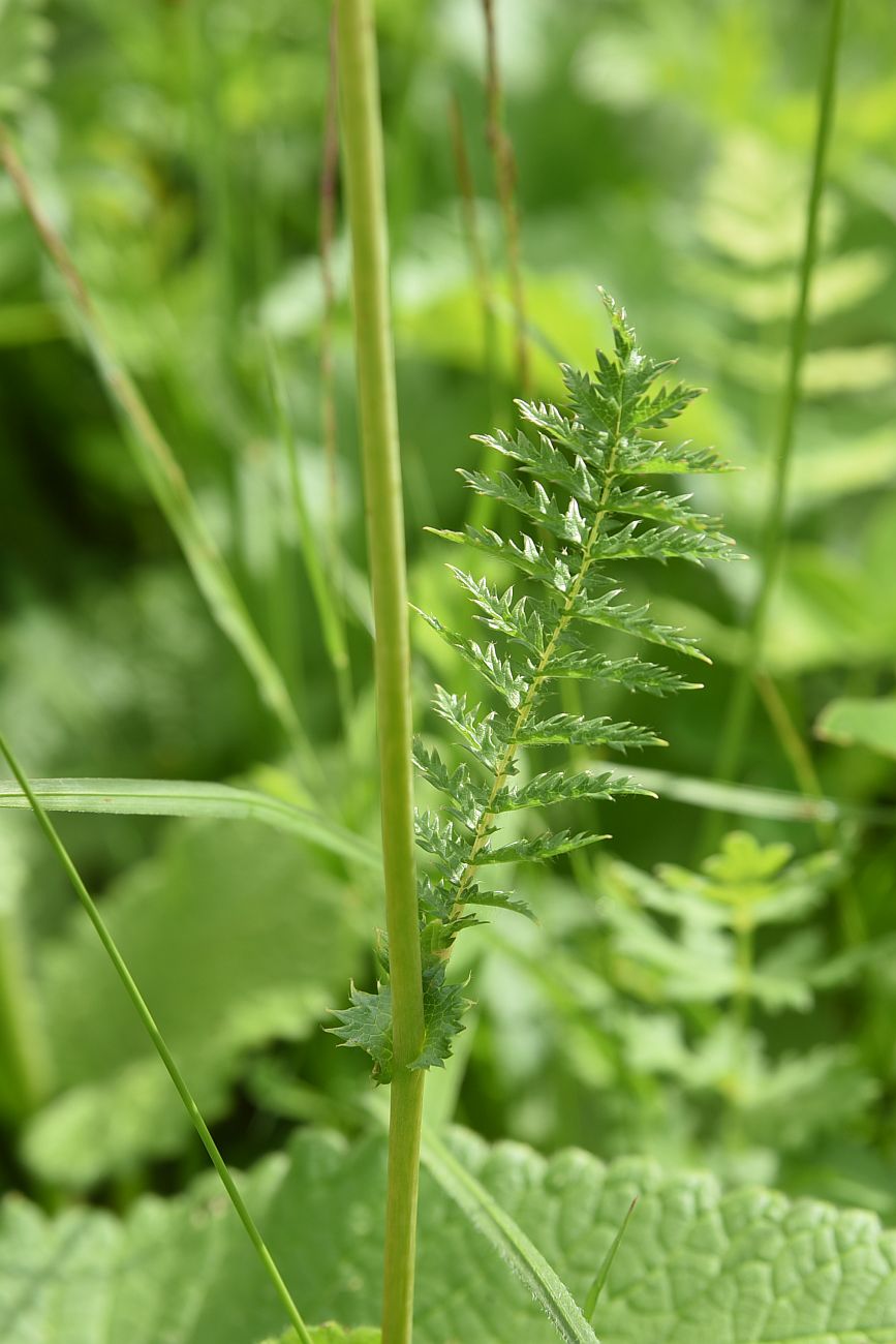 Изображение особи Filipendula vulgaris.