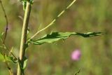 Hieracium umbellatum. Часть стебля с листом и основаниями пазушных побегов. Беларусь, Витебская обл., окр. пос. Езерище, периодически выкашиваемый злаково-разнотравный суходольный луг. 14.07.2024.