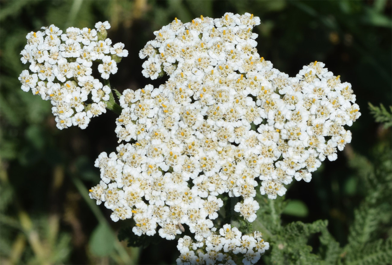 Изображение особи Achillea millefolium.