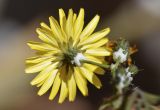 Sonchus tenerrimus. Распустившееся и нераспустившиеся соцветия; у основания корзинок - характерное для вида опушение. Испания, Каталония, пров. Жирона, комарка Баш Эмпорда, муниципалитет Калонже, кромка пашни вдоль тротуара. 31.03.2025.