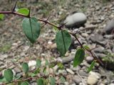 Смотреть изображение Paliurus spina-christi
