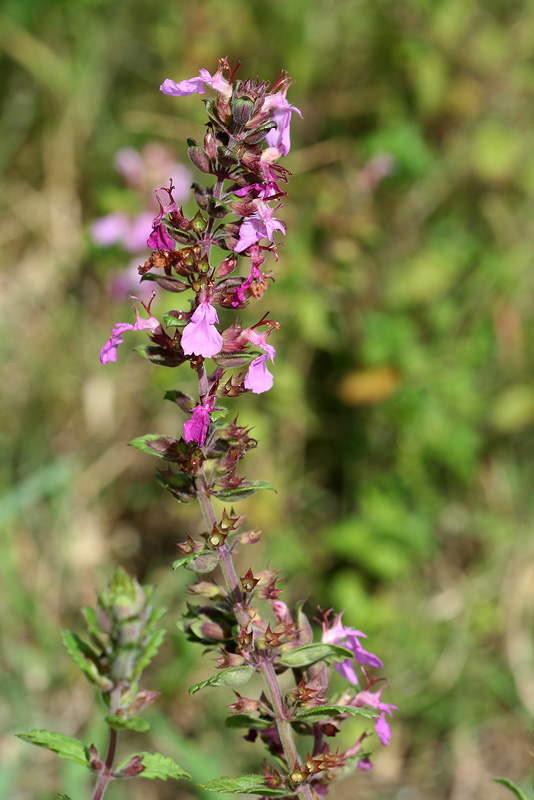 Image of Teucrium chamaedrys specimen.