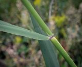 Смотреть изображение Phragmites altissimus