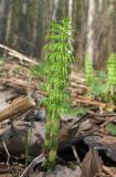 Equisetum sylvaticum. Весенние побеги. Окр. Архангельска, лес. 14.05.2010.