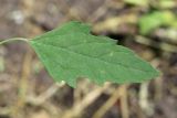 View full-size image Chenopodium album