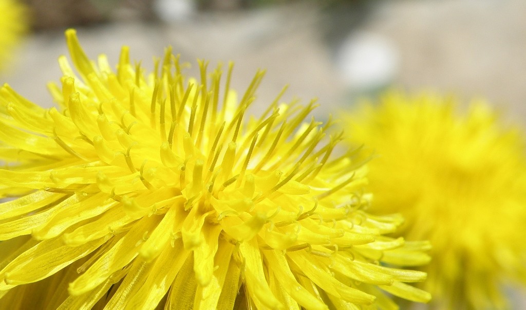 Image of genus Taraxacum specimen.