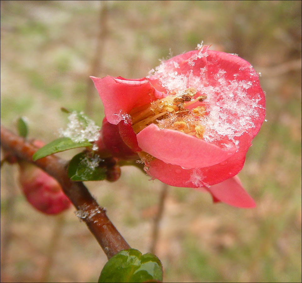 Image of Chaenomeles speciosa specimen.