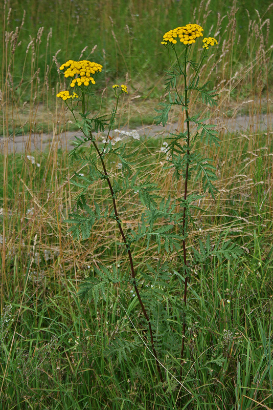 Image of Tanacetum vulgare specimen.