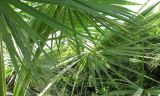 Washingtonia filifera. Листовые пластинки. Абхазия, Гудаутский р-н, г. Новый Афон, Приморский парк. 18 июля 2008 г.