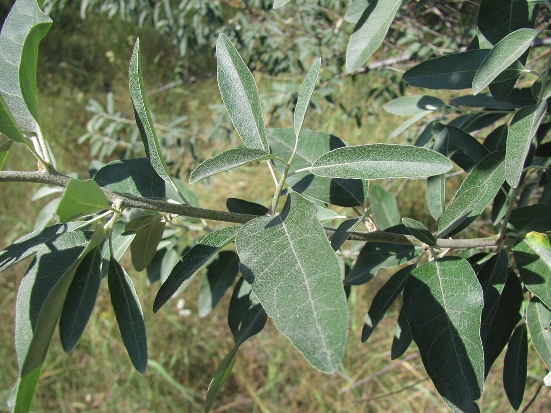 Image of Elaeagnus angustifolia specimen.