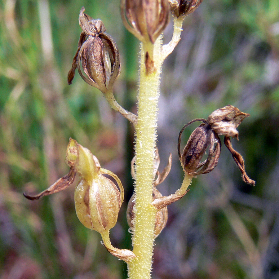 Image of Listera ovata specimen.