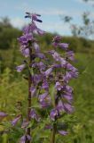 Campanula bononiensis