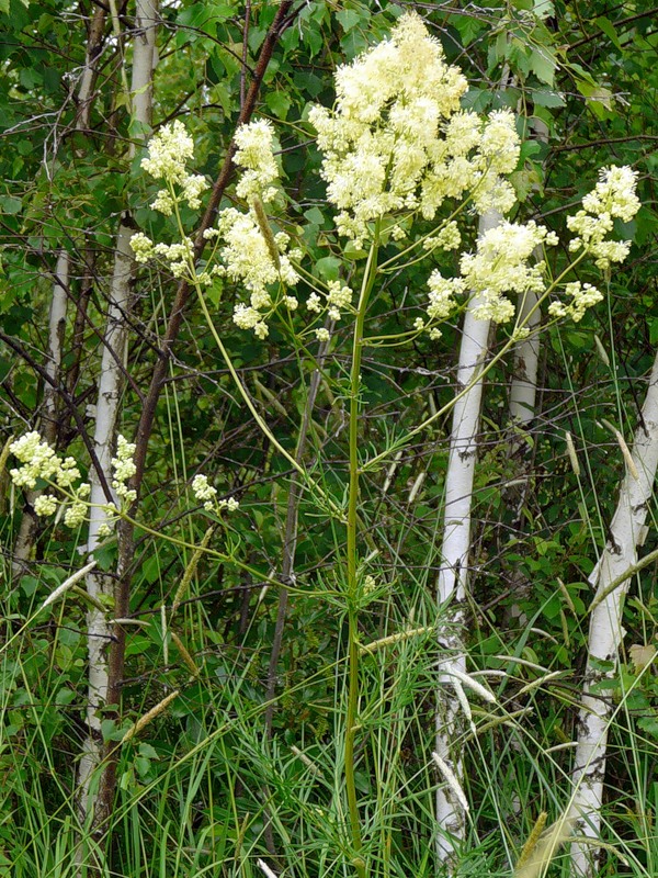 Image of Thalictrum lucidum specimen.