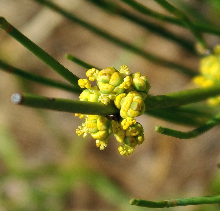 Изображение особи Ephedra intermedia.