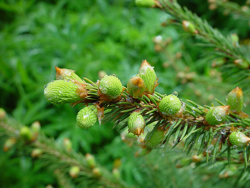 Изображение особи Picea abies.