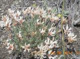 Astragalus helmii subspecies tergeminus