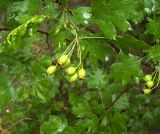 Crataegus rhipidophylla. Ветвь с незрелыми плодами. Курская обл., Железногорский р-н, д. Клишино. 7 июля 2007 г.