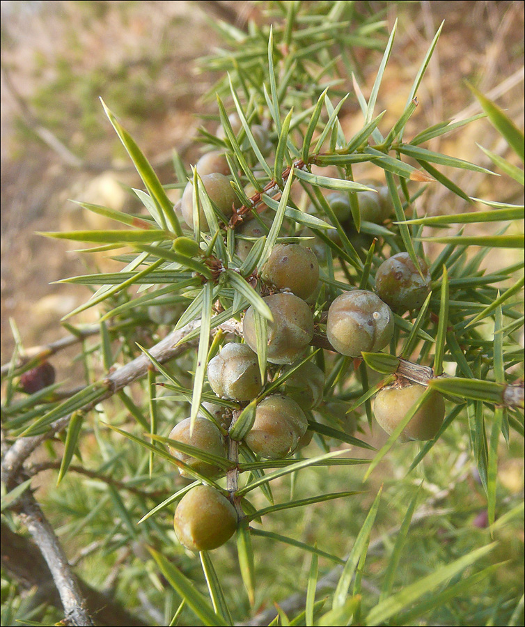 Изображение особи Juniperus deltoides.