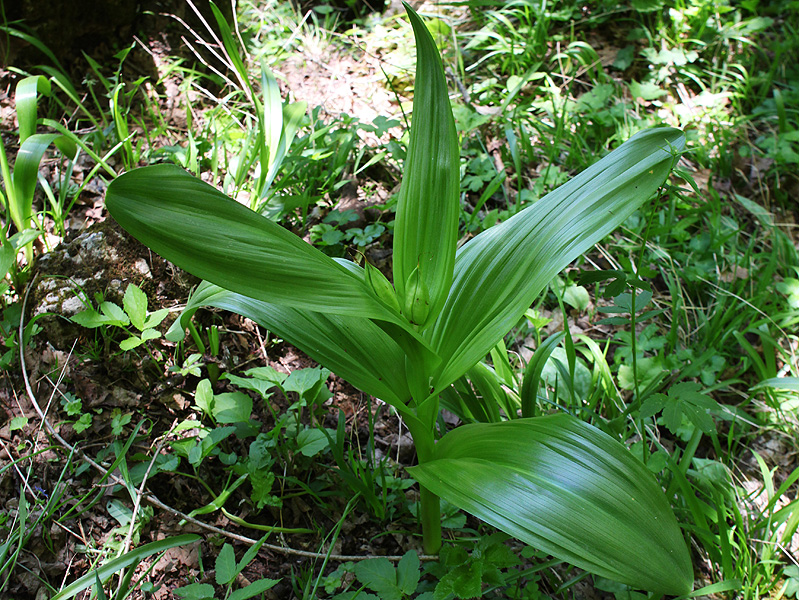 Изображение особи Colchicum speciosum.