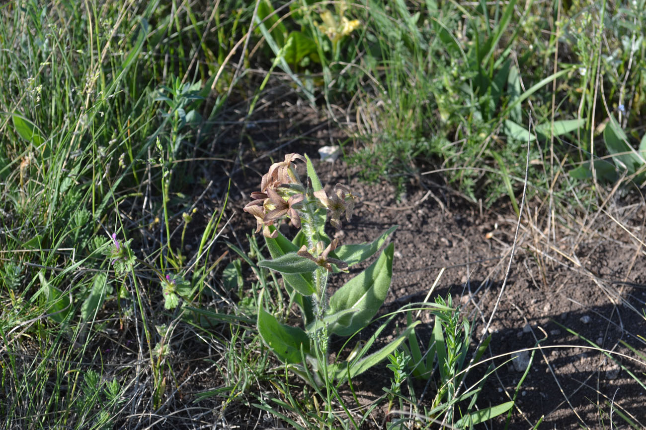 Image of Hesperis tristis specimen.