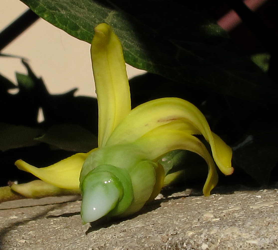 Image of Carica papaya specimen.